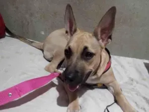 Cachorro raça SRD-ViraLata idade 7 a 11 meses nome Layla