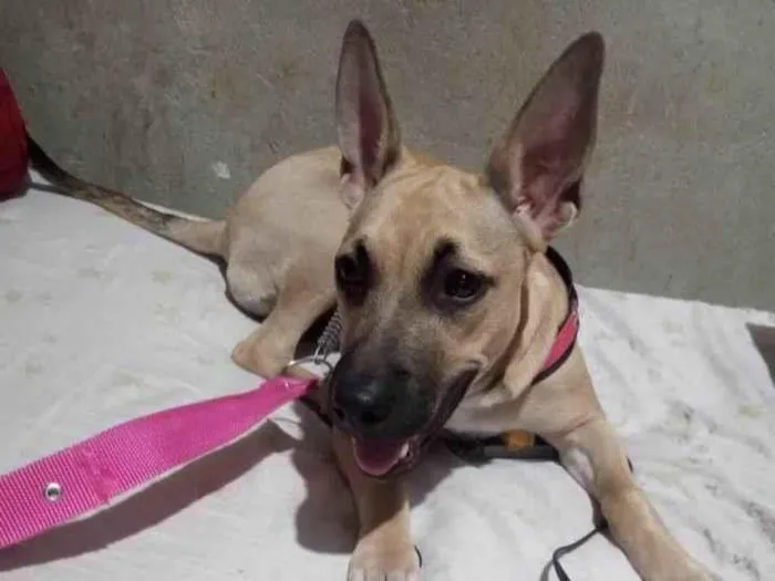 Cachorro ra a SRD-ViraLata idade 7 a 11 meses nome Layla