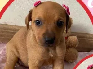 Cachorro raça SRD idade 2 a 6 meses nome Giulia
