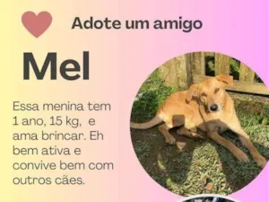 Cachorro raça SRD idade 2 a 6 meses nome Mel
