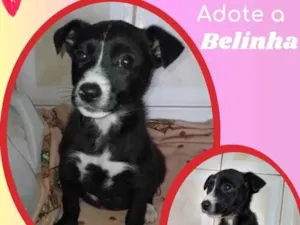 Cachorro raça SRD idade 2 a 6 meses nome Belinha