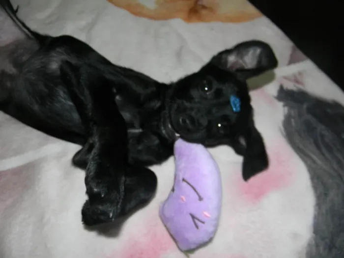 Cachorro raça SRD-ViraLata idade 2 a 6 meses nome Jake