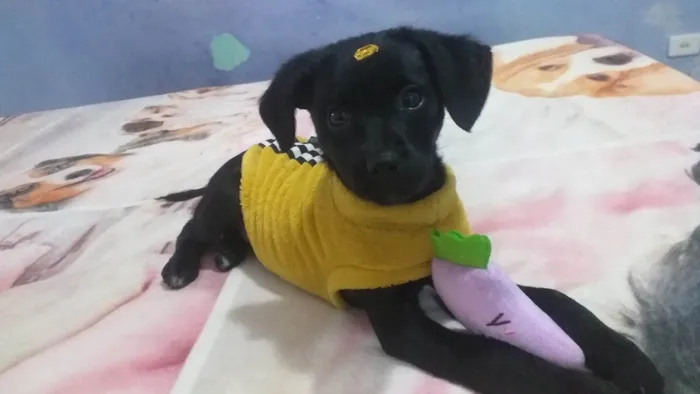Cachorro raça SRD-ViraLata idade 2 a 6 meses nome Jake
