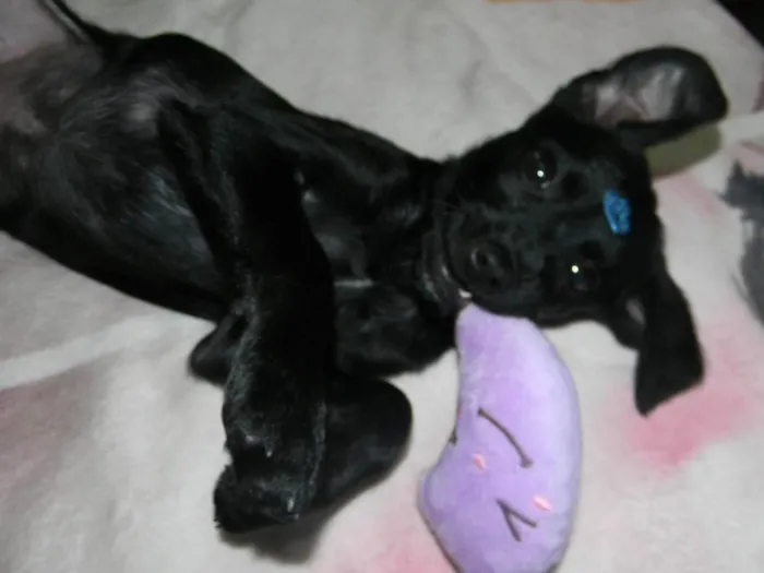 Cachorro raça SRD-ViraLata idade 2 a 6 meses nome Jake