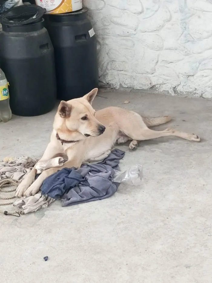 Cachorro ra a SRD-ViraLata idade 2 anos nome Sem nome
