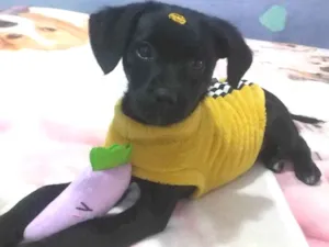 Cachorro raça SRD-ViraLata idade 2 a 6 meses nome Jake