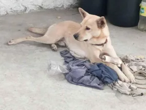 Cachorro raça SRD-ViraLata idade 2 anos nome Sem nome
