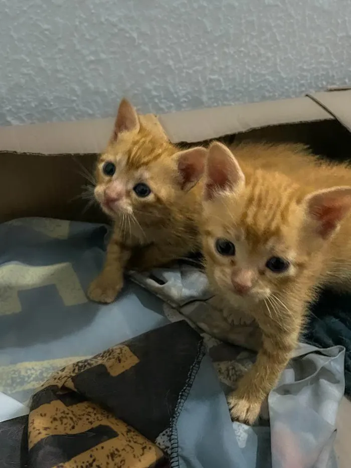 Gato ra a Sem raça  idade 2 a 6 meses nome Filhote 1