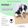 Cachorro raça SRD-ViraLata idade Abaixo de 2 meses nome Filhotes abandonados em uma mala de viagem
