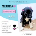 Cachorro raça SRD-ViraLata idade Abaixo de 2 meses nome Filhotes abandonados em uma mala de viagem