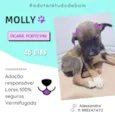 Cachorro raça SRD-ViraLata idade Abaixo de 2 meses nome Filhotes abandonados em uma mala de viagem