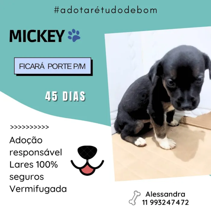 Cachorro raça SRD-ViraLata idade Abaixo de 2 meses nome Filhotes abandonados em uma mala de viagem