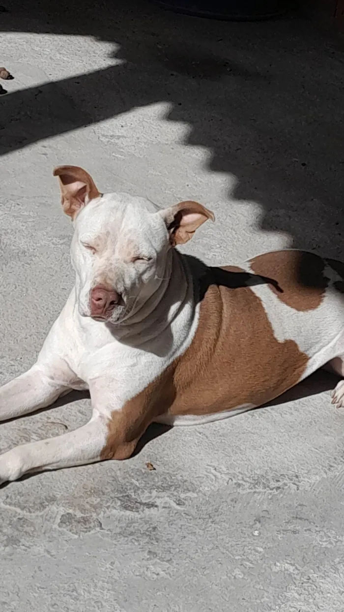 Cachorro ra a Pit bull  idade 6 ou mais anos nome Mel 