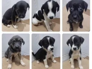 Cachorro raça SRD-ViraLata idade Abaixo de 2 meses nome Filhotes abandonados em uma mala de viagem