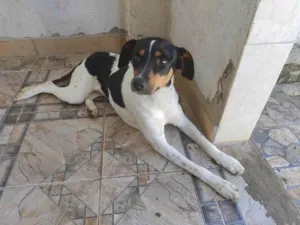 Cachorro raça SRD-ViraLata idade 1 ano nome Preta e Amora