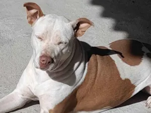 Cachorro raça Pit bull  idade 6 ou mais anos nome Mel 