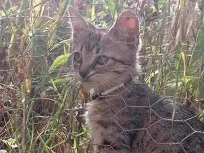 Gato raça Não sei idade 2 a 6 meses nome Kiara