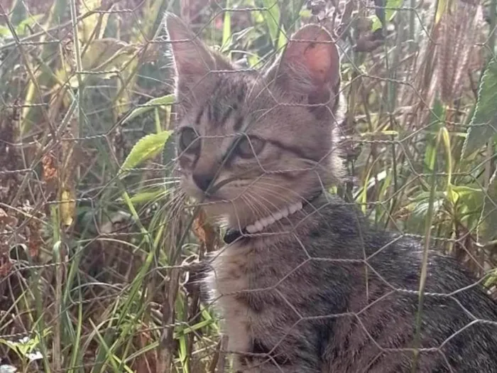 Gato ra a Não sei idade 2 a 6 meses nome Kiara