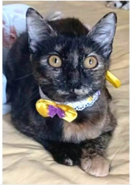 Gato ra a srd idade 7 a 11 meses nome CACAU
