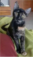 CACAU