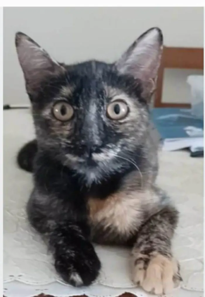 Gato ra a srd idade 7 a 11 meses nome CACAU