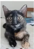 CACAU