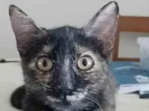 Gato raça srd idade 7 a 11 meses nome CACAU