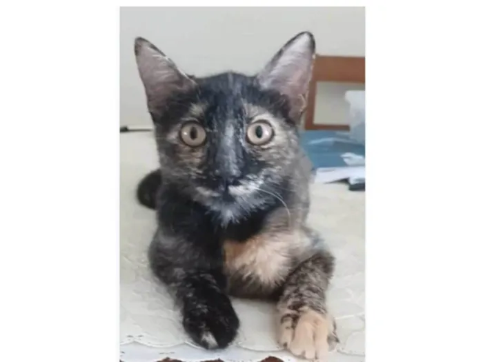 Gato ra a srd idade 7 a 11 meses nome CACAU