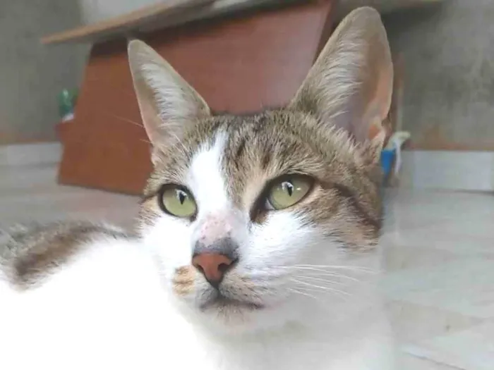 Gato ra a Srd idade 2 anos nome Iris