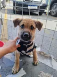 Cachorro raça  idade 2 a 6 meses nome Tom