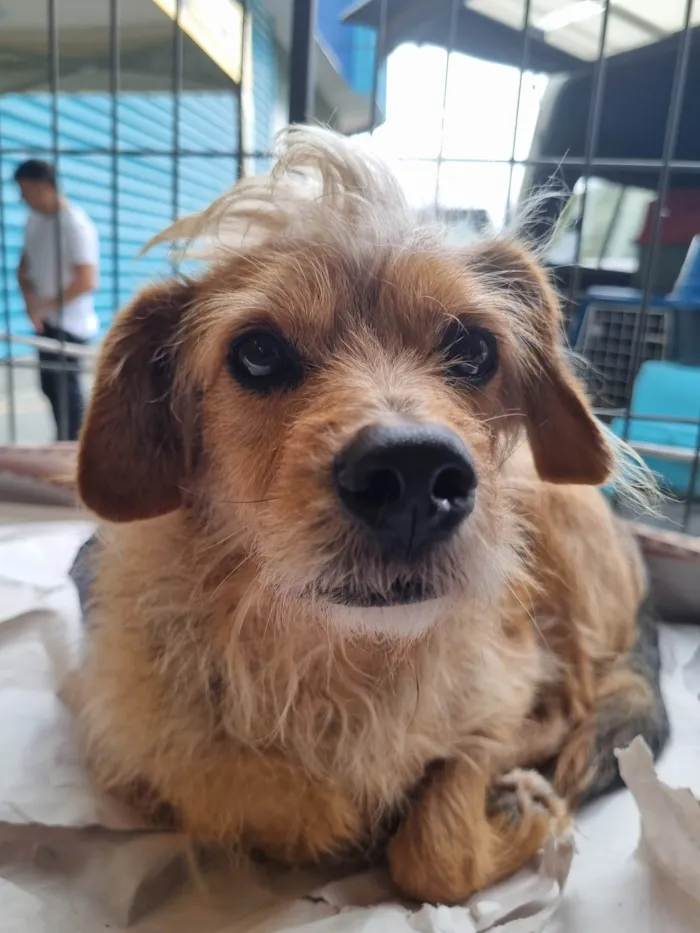 Cachorro raça  idade 4 anos nome Speto