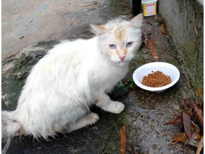 Gato ra a  idade 7 a 11 meses nome Sem nome 