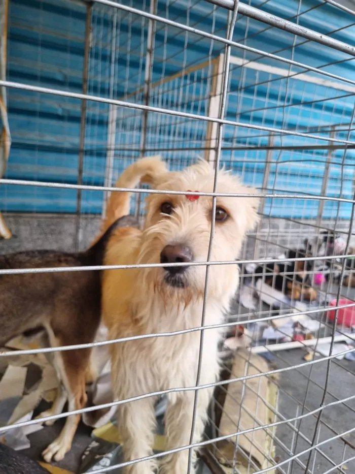 Cachorro raça  idade 2 anos nome Clara