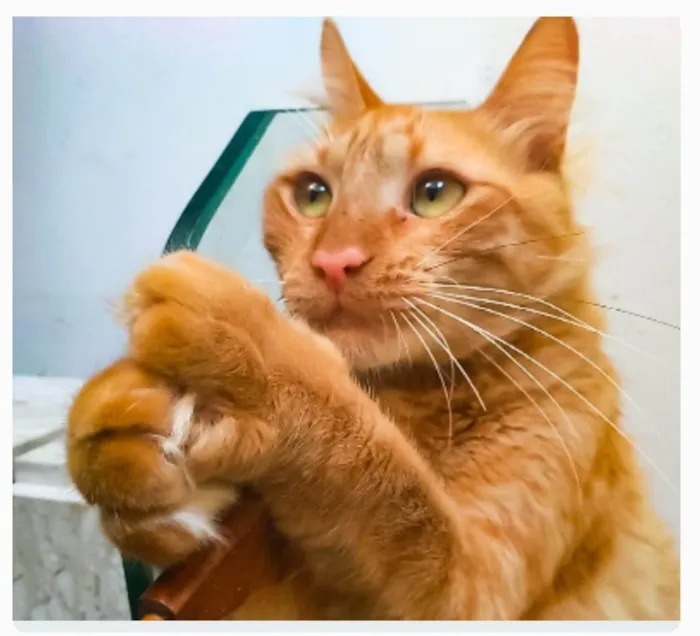 Gato ra a srd bicolor idade 2 anos nome BEN