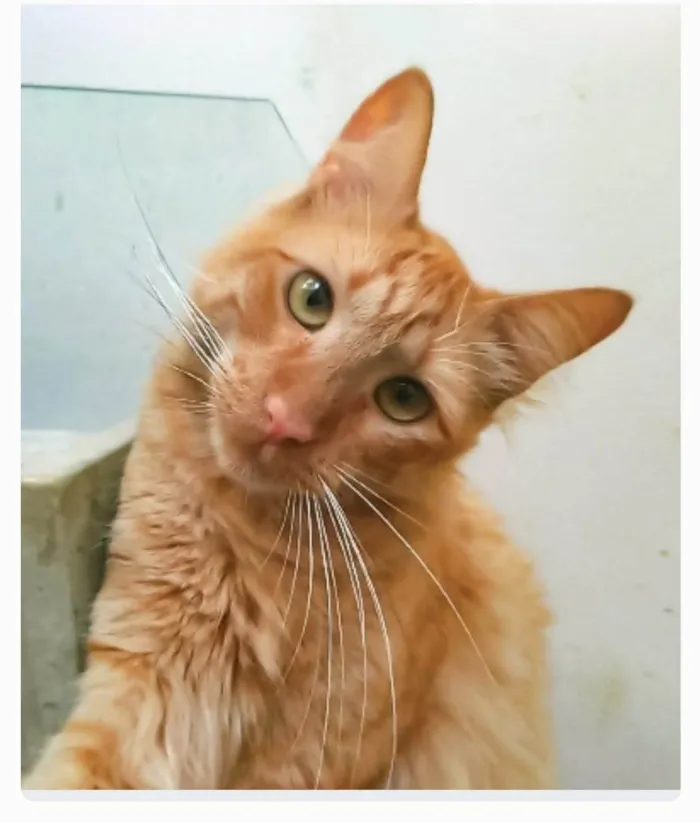 Gato ra a srd bicolor idade 2 anos nome BEN
