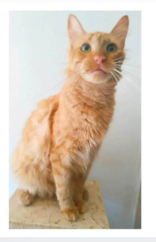 Gato ra a srd bicolor idade 2 anos nome BEN