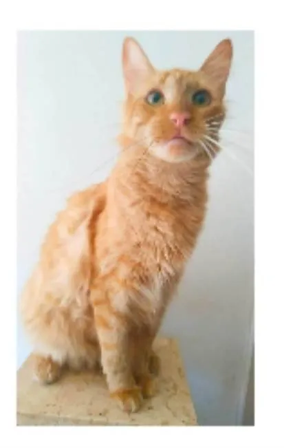 Gato ra a srd bicolor idade 2 anos nome BEN