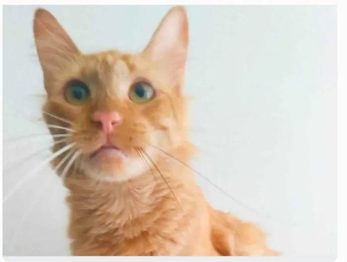Gato ra a srd bicolor idade 2 anos nome BEN