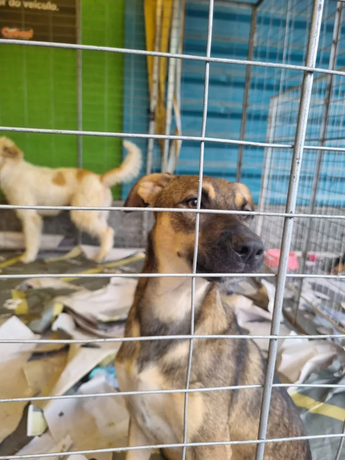Cachorro raça  idade 7 a 11 meses nome Geleia