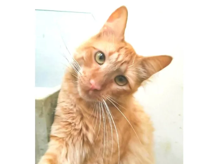 Gato ra a srd bicolor idade 2 anos nome BEN