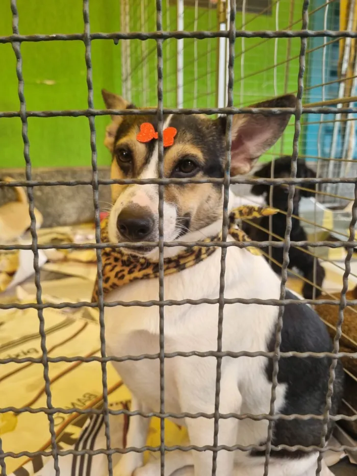 Cachorro raça  idade 2 anos nome Princesa 