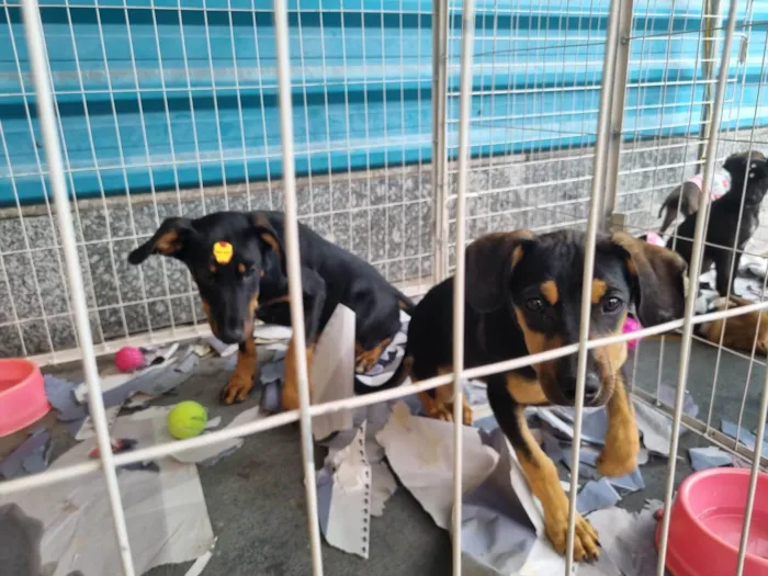 Cachorro raça  idade 2 a 6 meses nome Mario e Luigi