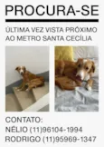 Cachorro raça SRD-ViraLata idade 1 ano nome GRATIFICA - MONA