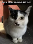 Gato raça SRD-belissimos idade 2 anos nome Nina, Milka, Felix