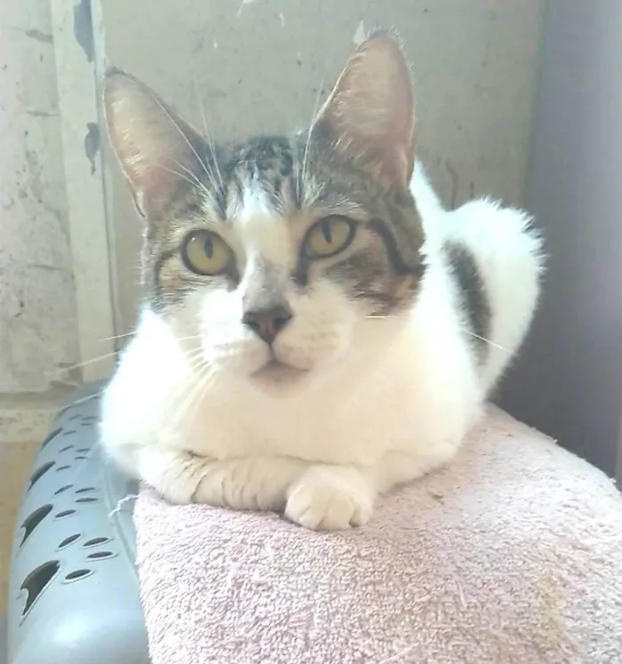 Gato ra a SRD-ViraLata idade 2 anos nome Madonna