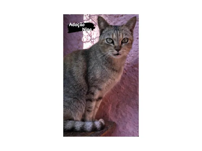 Gato raça SRD-amor idade 3 anos nome Nina