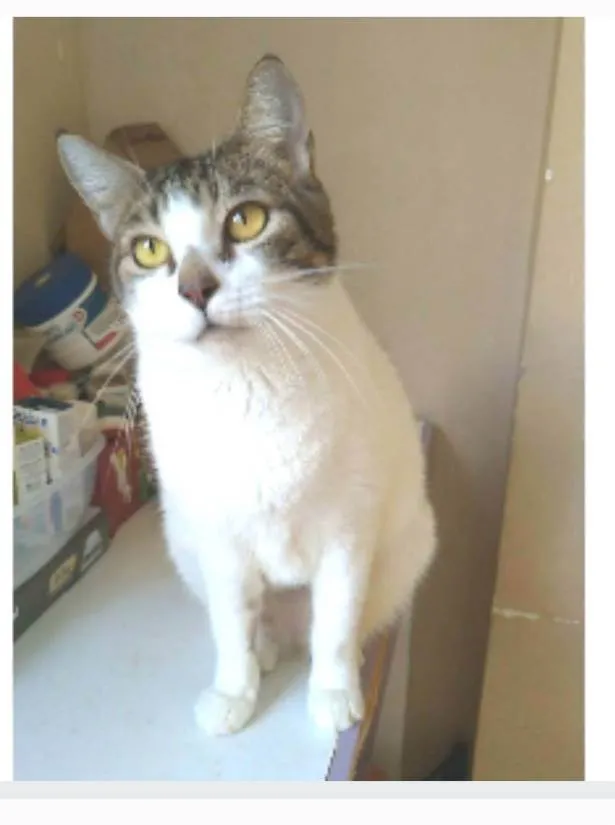 Gato ra a srd idade 2 anos nome MADONA
