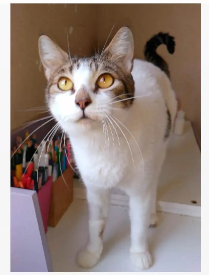 Gato ra a srd idade 2 anos nome MADONA