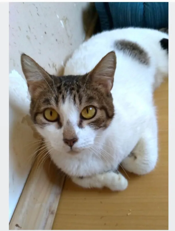 Gato ra a srd idade 2 anos nome MADONA