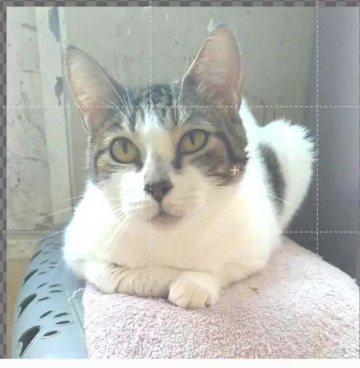 Gato ra a srd idade 2 anos nome MADONA